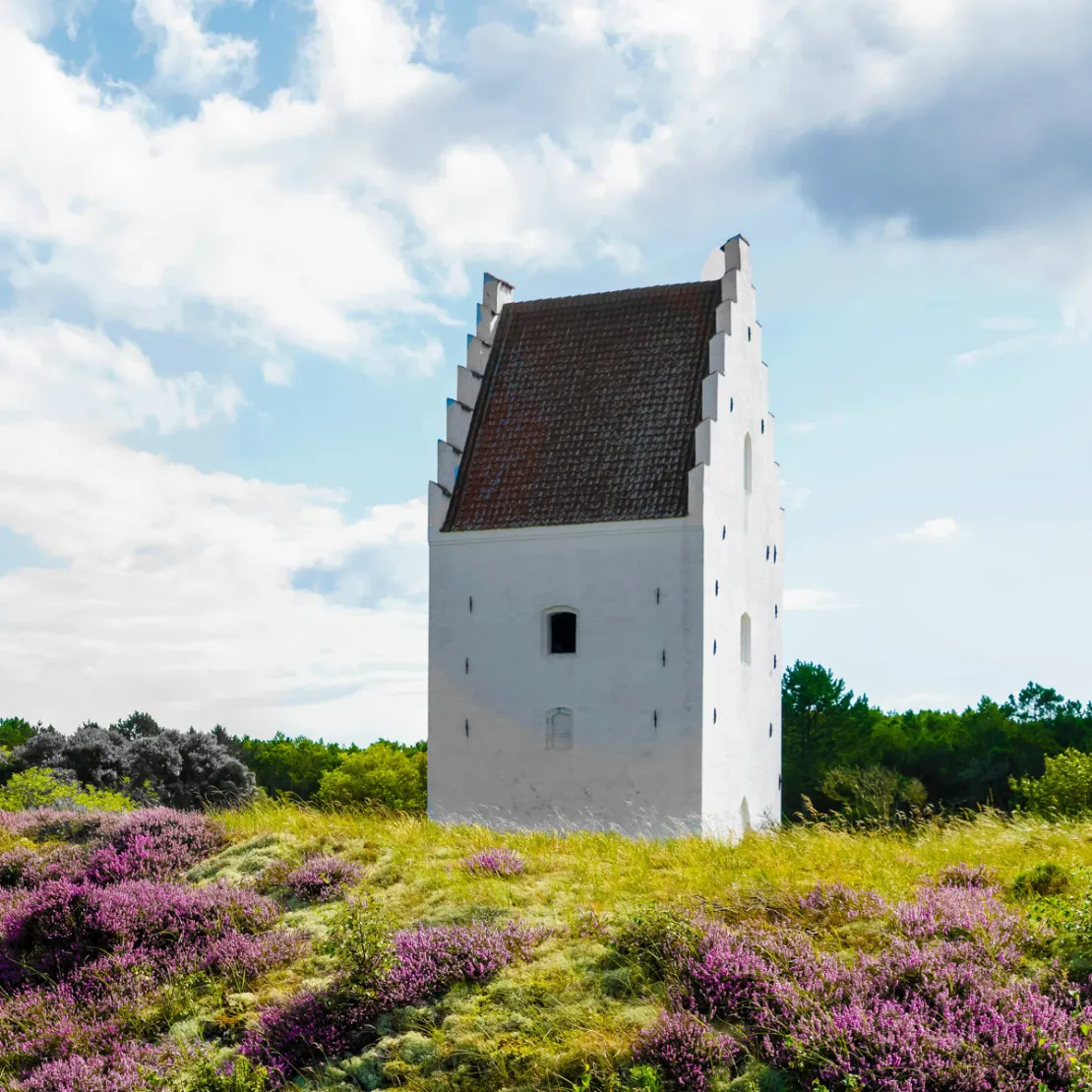 Blomstrende lyng ved Den Tilsandede Kirke