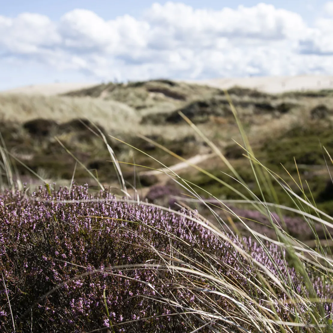 Råbjerg Mile med blomstrende lyng