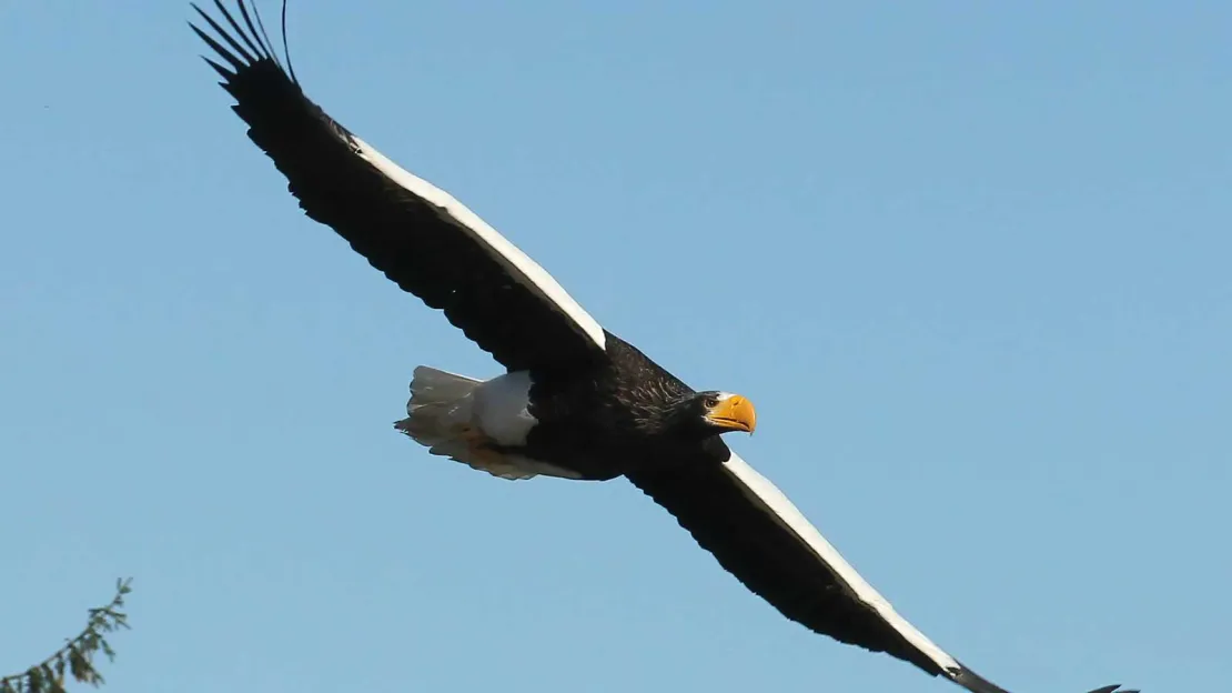 Ørnereservatet - Eagle World