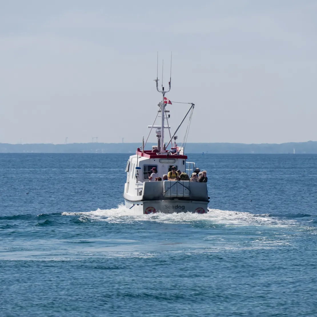 Seadog på havet