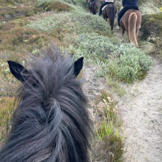 Langagergaard med hesteudlejning