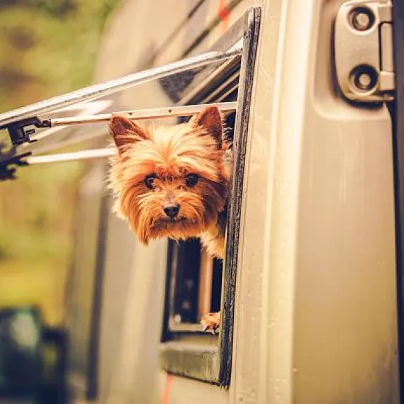 hund på camping