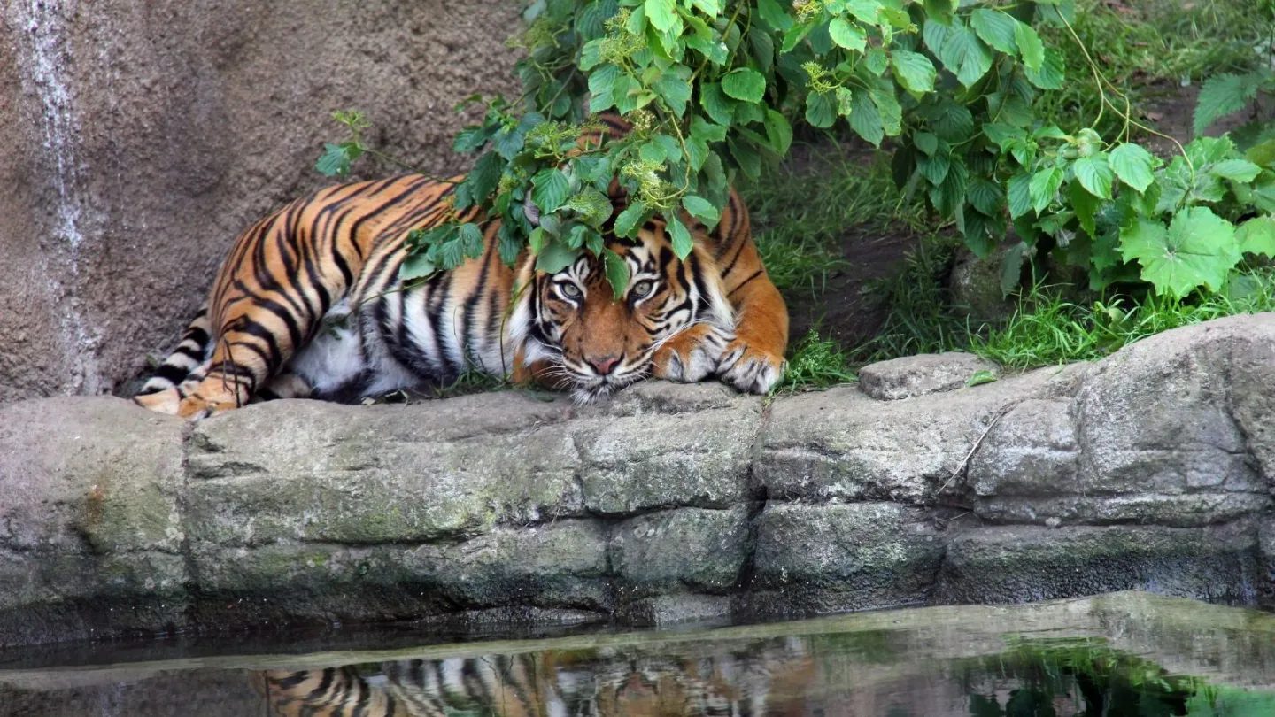 Aalborg Zoo 