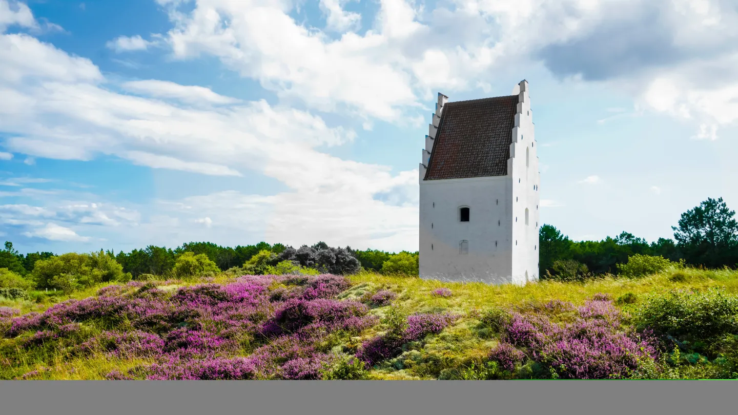 Blomstrende lyng ved Den Tilsandede Kirke i Skagen