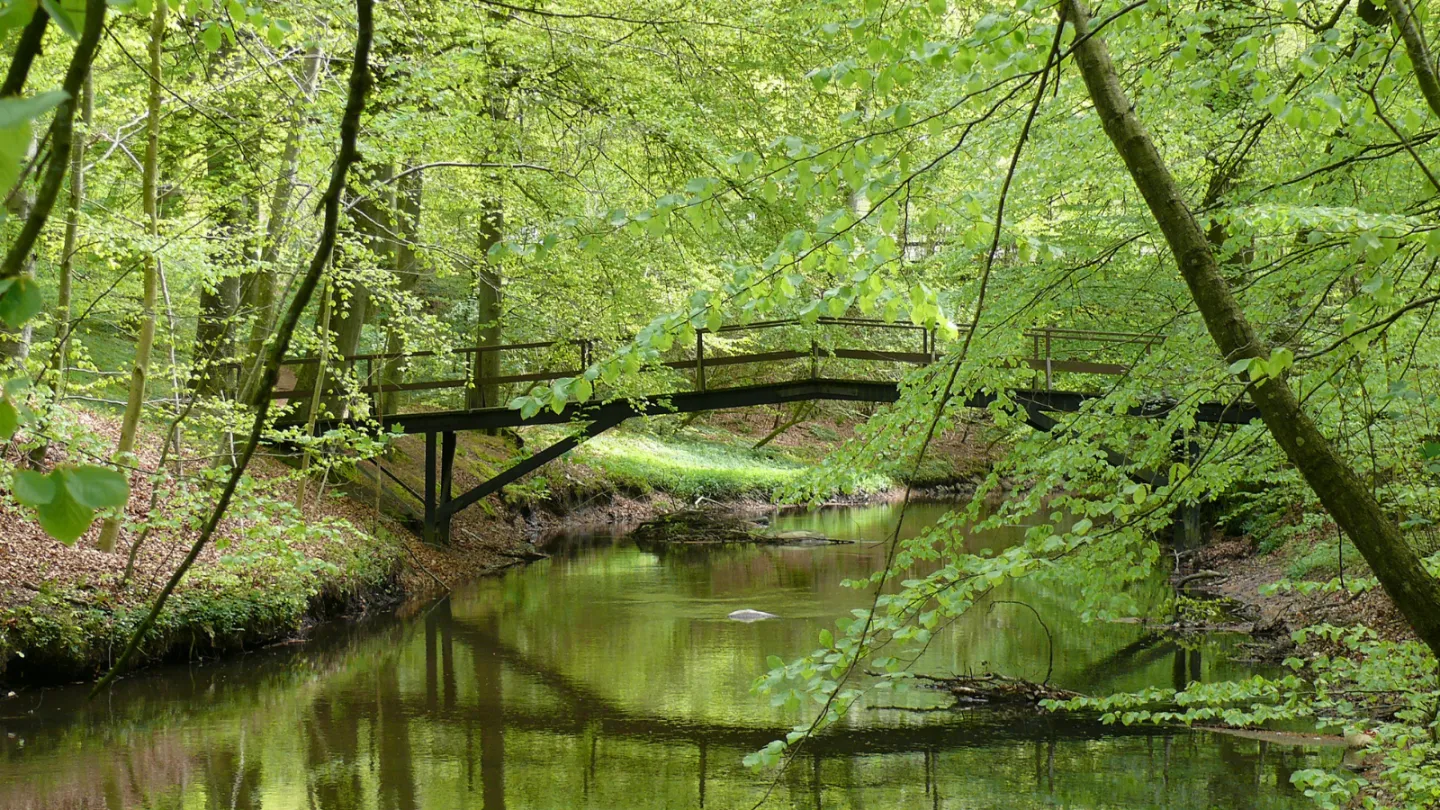 Sæbygård Skov i Sæby