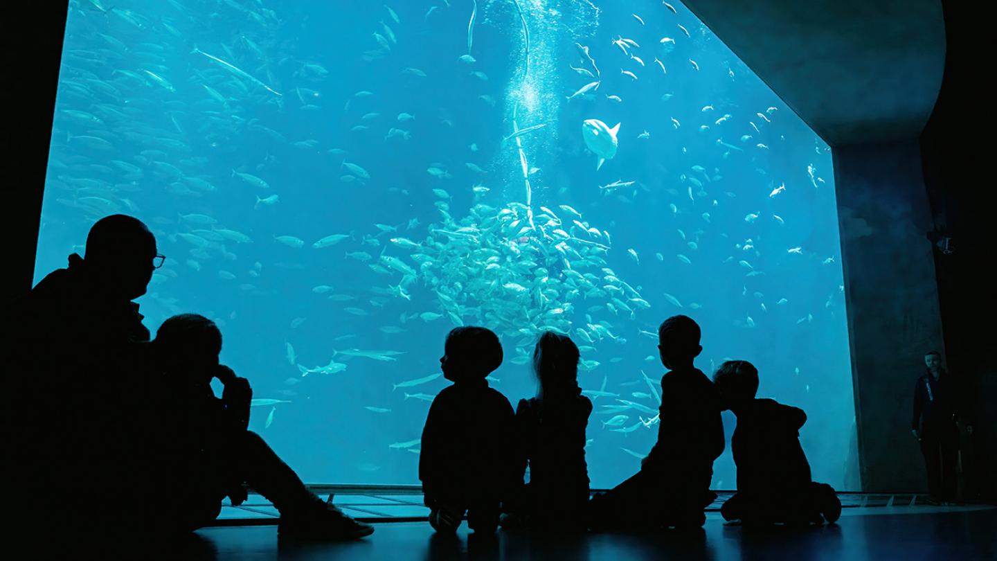 Nordsøen Oceanarium oplevelser for hele familien