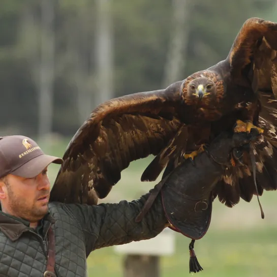 Ørnereservatet - Eagle World