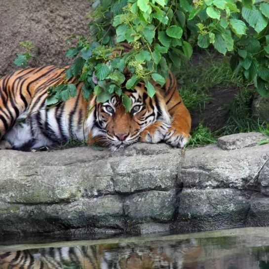 Aalborg Zoo 