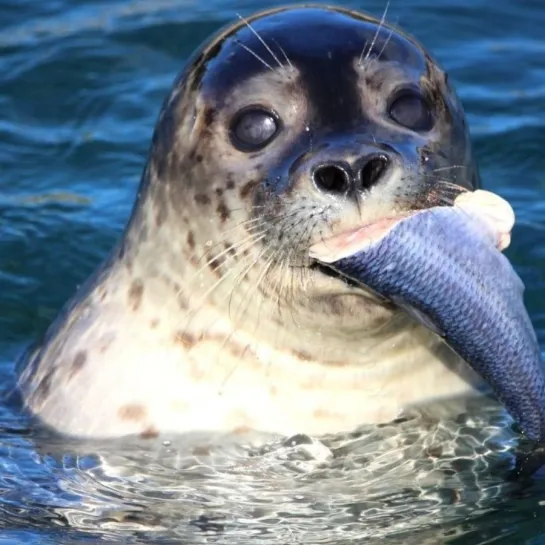 North Sea Oceanarium