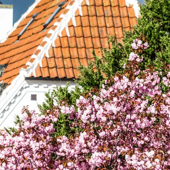 Spring in Skagen and the trees are springing up