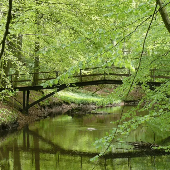 Sæbygård Skov i Sæby